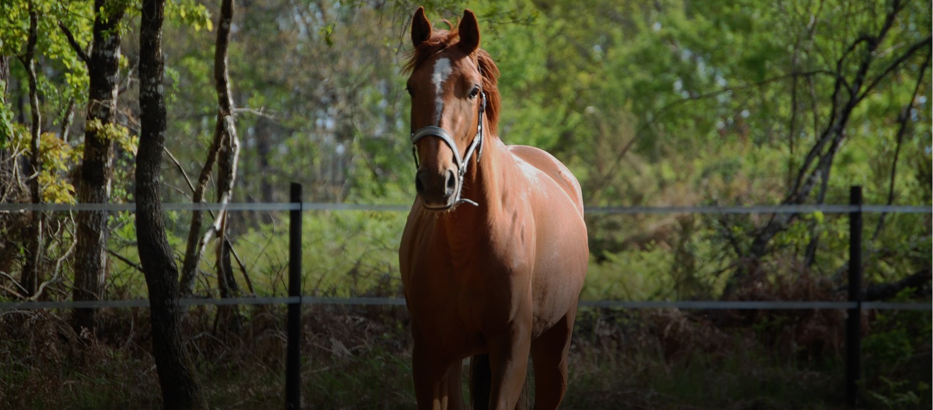 Les Écuries de Sainte Hélène