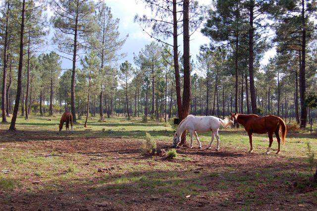 pension cheval Lacanau